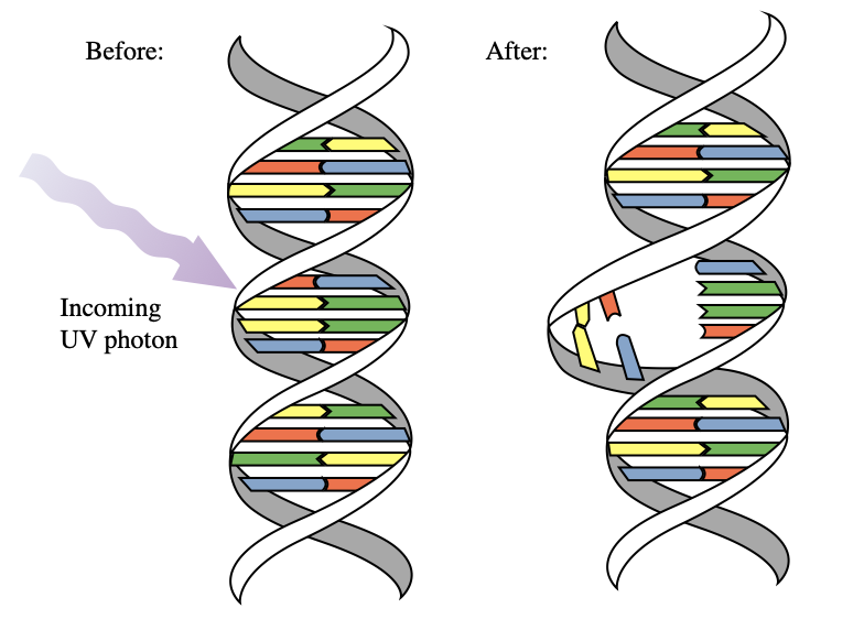 uvc_dna UV-C disinfection