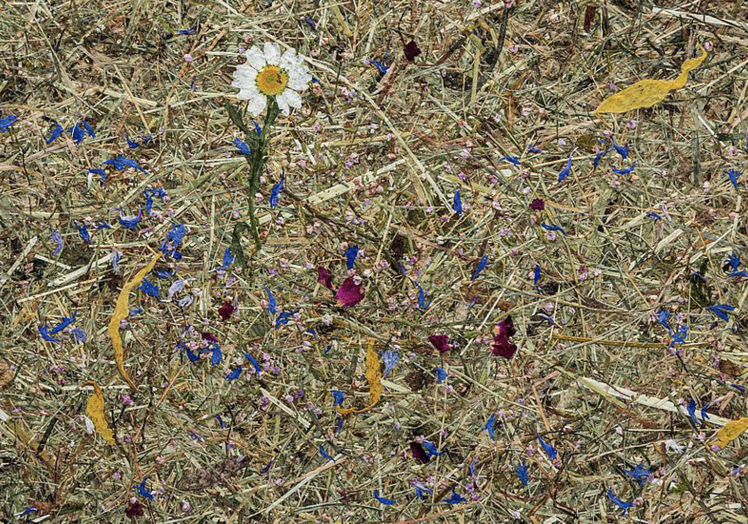 ALPINE HAY MIX