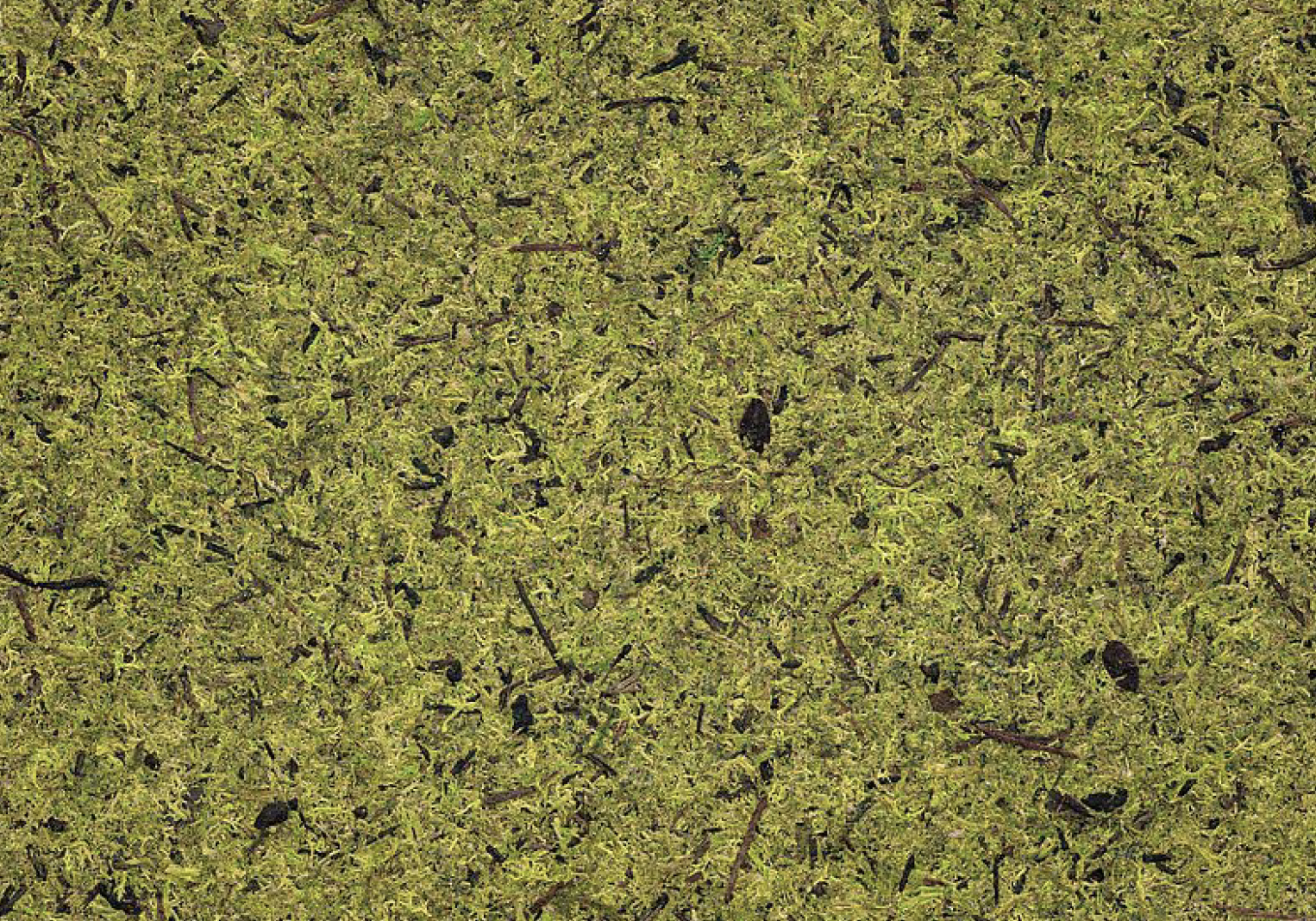 LIGHT MOSS LIGHT MOSS