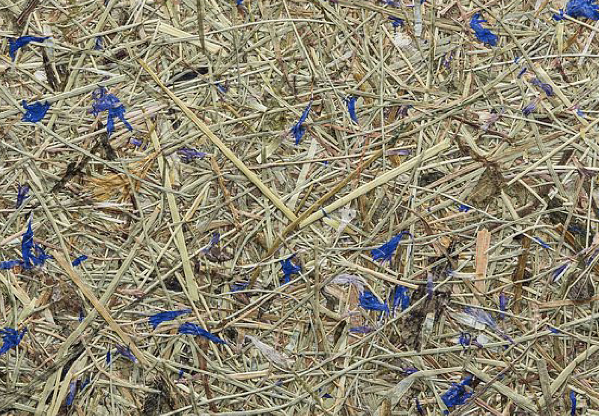 ALPINE HAY & CORNFLOWER